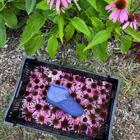 Ramble Rugged Canvas Shoe, Cosmos, dynamic 2