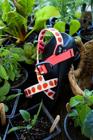 Z/1 Classic Sandal - Limited Edition, Strawb, dynamic 2