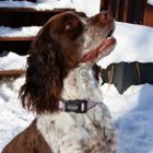 Dog Collar - Overcoming the Odds, Overcoming the Odds, dynamic 3