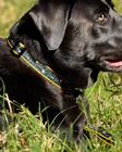 Dog Collars, Designapalooza- Midwest Nature, dynamic 2